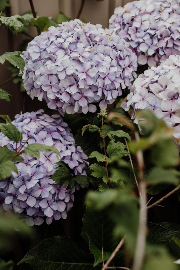 فيلا Bicheno Gardens المظهر الخارجي الصورة