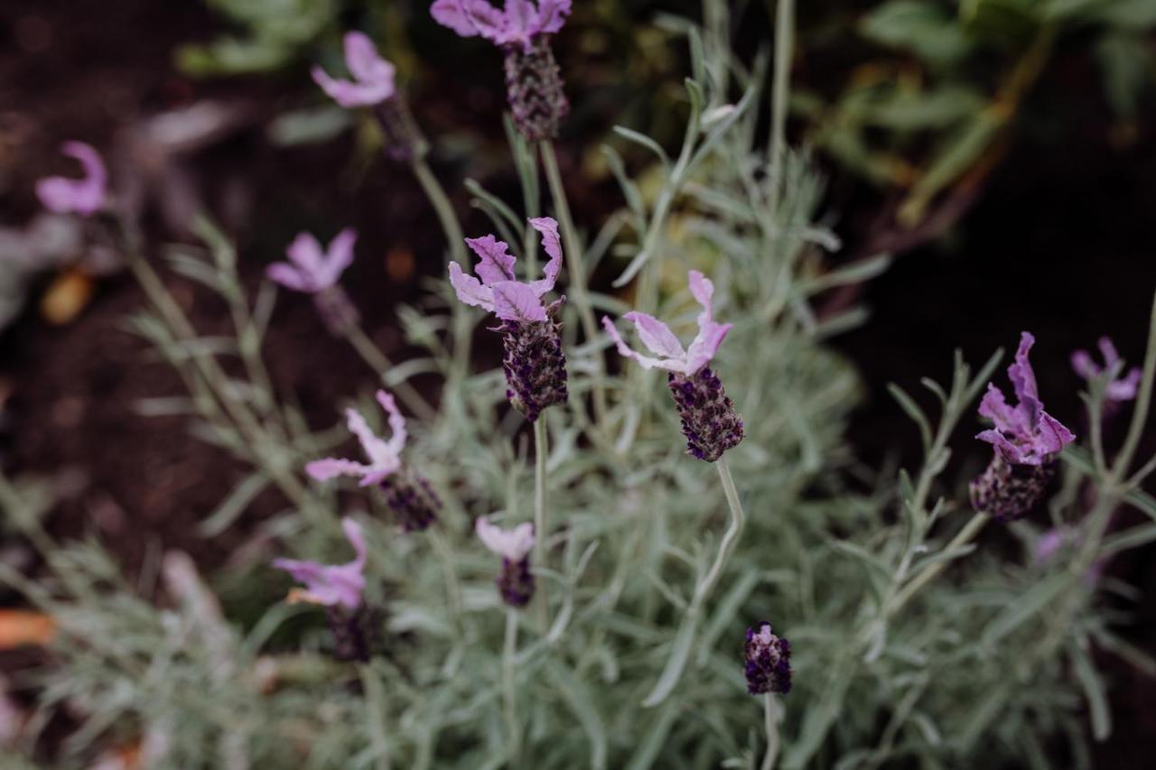 فيلا Bicheno Gardens المظهر الخارجي الصورة