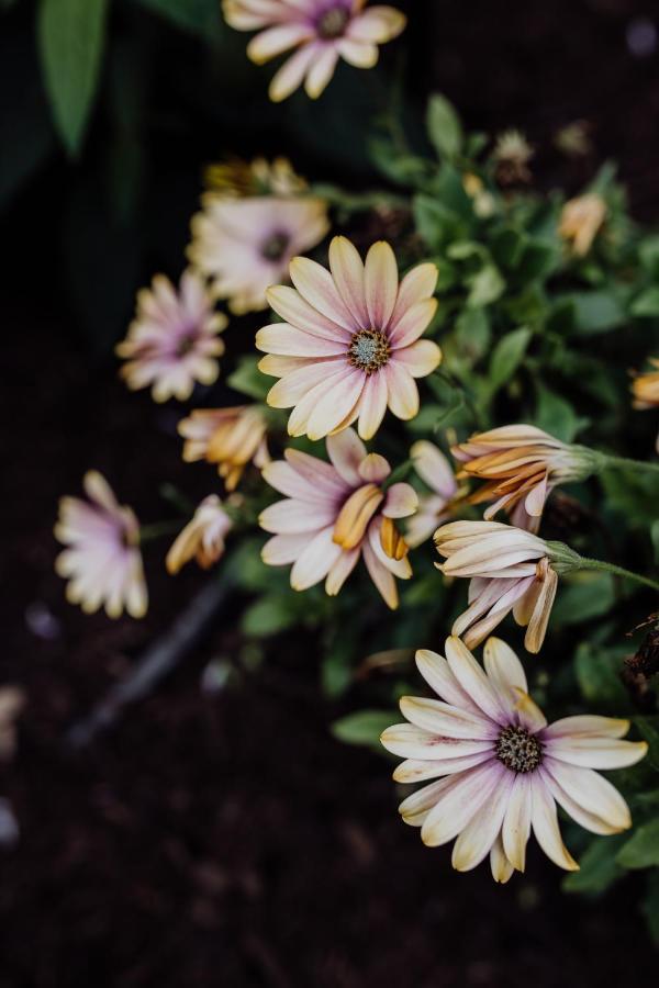 فيلا Bicheno Gardens المظهر الخارجي الصورة