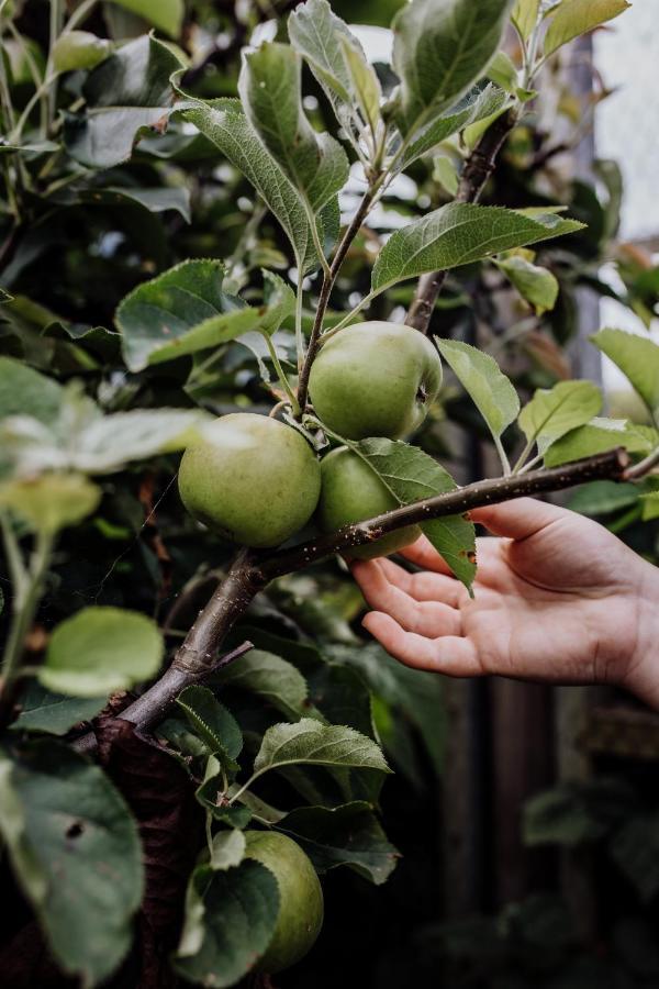 فيلا Bicheno Gardens المظهر الخارجي الصورة