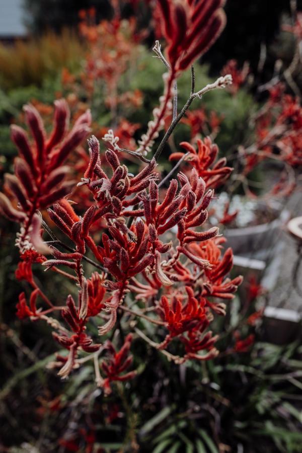 فيلا Bicheno Gardens المظهر الخارجي الصورة